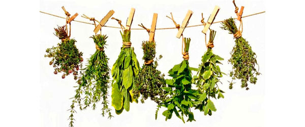 4 Plantas Medicinales ideales para tu patio o jardín