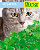Semilla Menta de Gato
