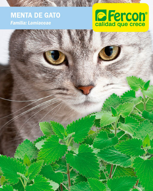 Semilla Menta de Gato